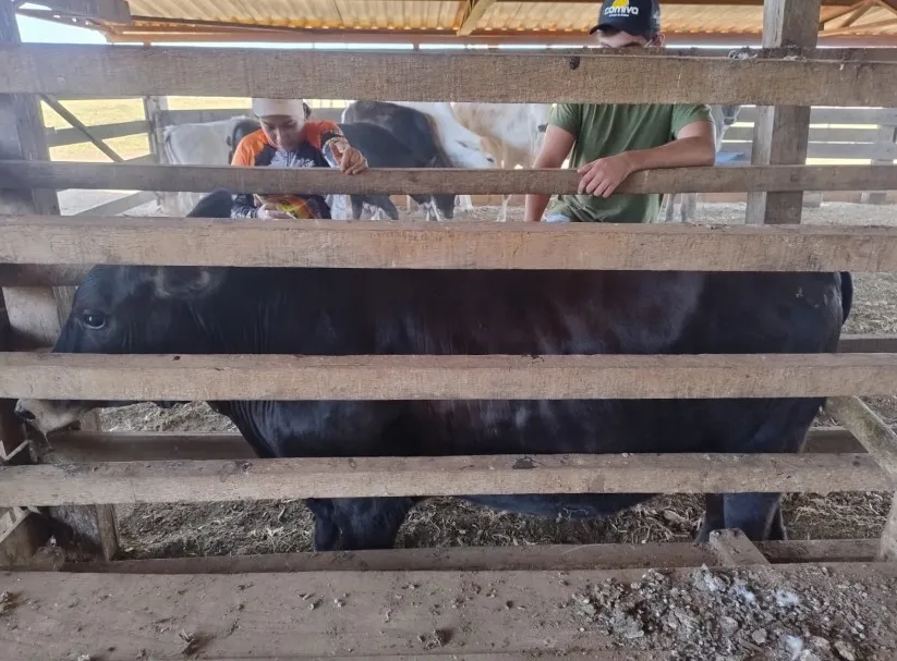 Equipe realizando manejo sanitário no curral